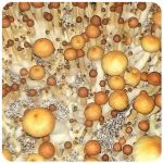 Псилоцибиновые (галлюциногенные)  грибы Psilocybin "Golden Teacher" в Усолье