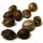 Семена марихуаны АК-47  (Seeds AK-47) в Усолье